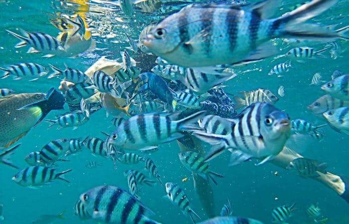Schnorcheln Koh Tao Fische